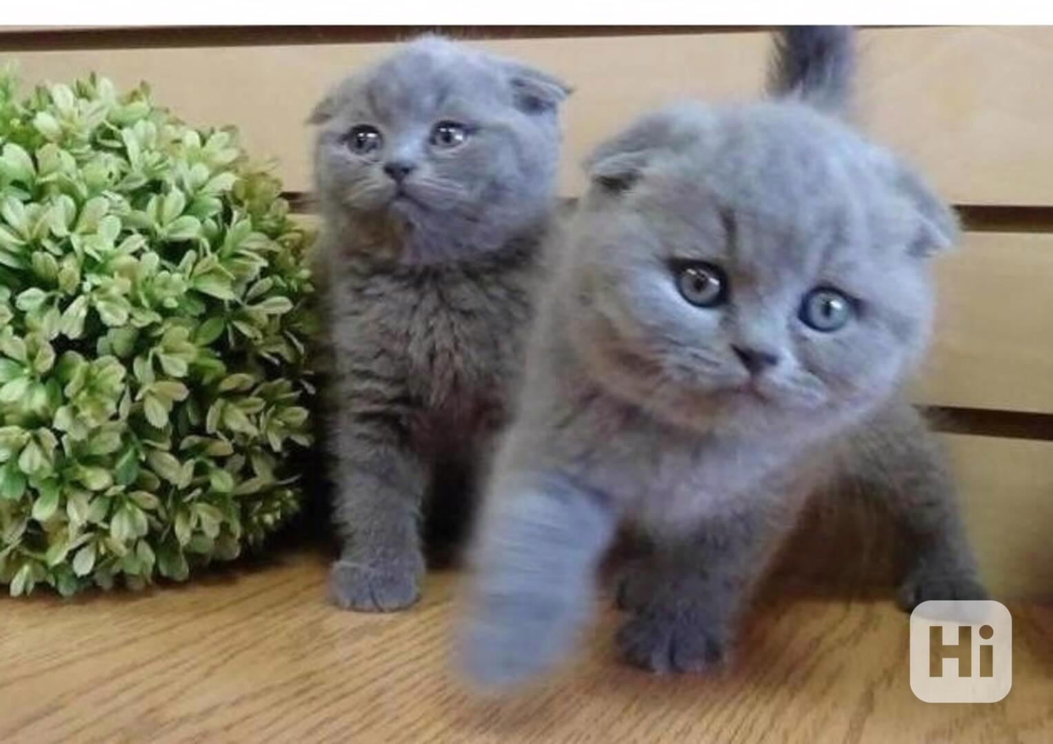 Britská krátkosrstá koťata - foto 1