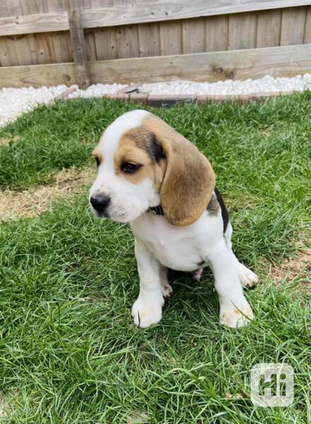 Beagle psi pro adopci - foto 1