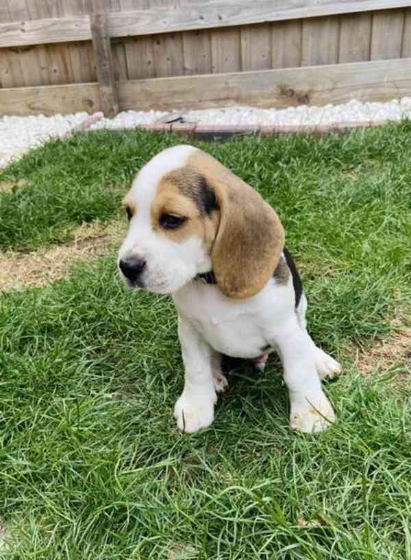 Beagle psi pro adopci - foto 1