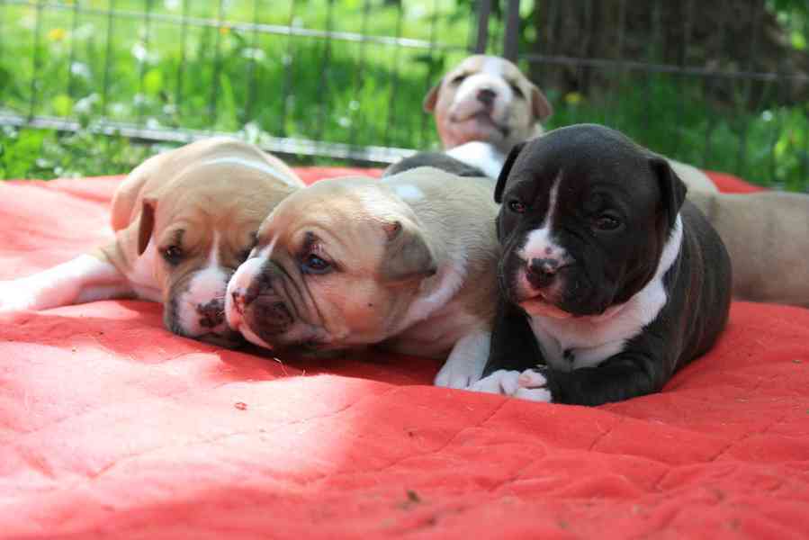 Registrovaná štěňata pitbulla k adopci Registrovaná štěňata 