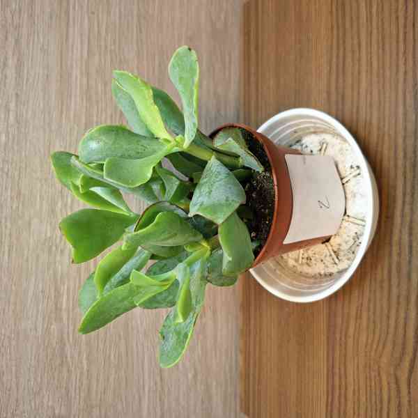 Crassula Arborescens - foto 2