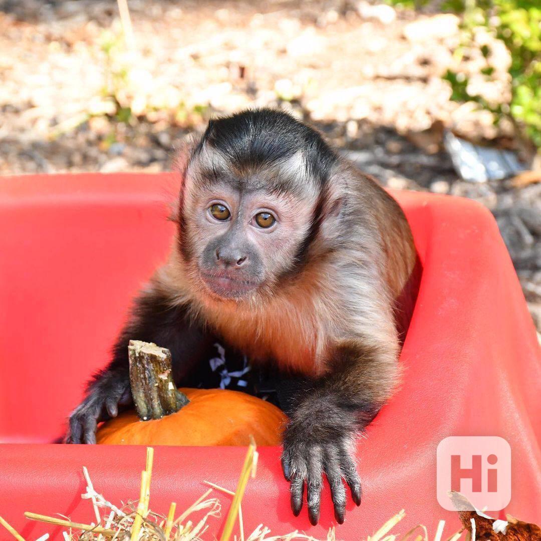 Zdravé kapucínské opice jsou připraveny k odběru - foto 1