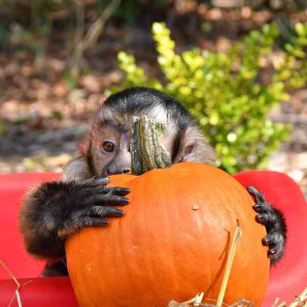 Zdravé kapucínské opice jsou připraveny k odběru - foto 2