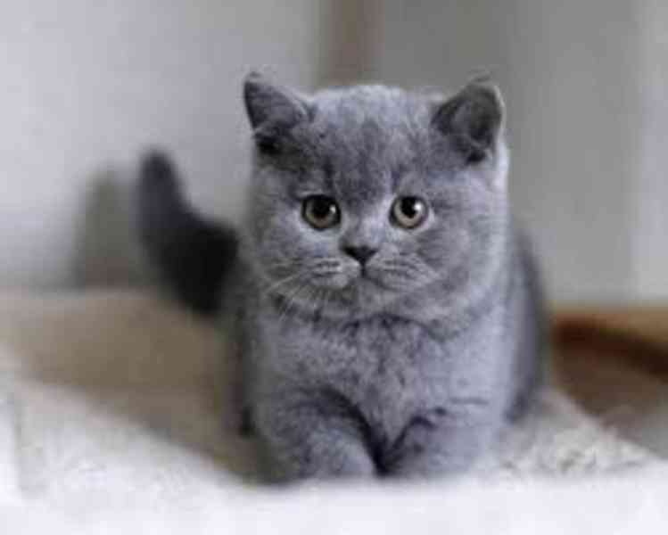 Rodokmen britských krátkosrstých koťat Všechna koťátka budou - foto 1