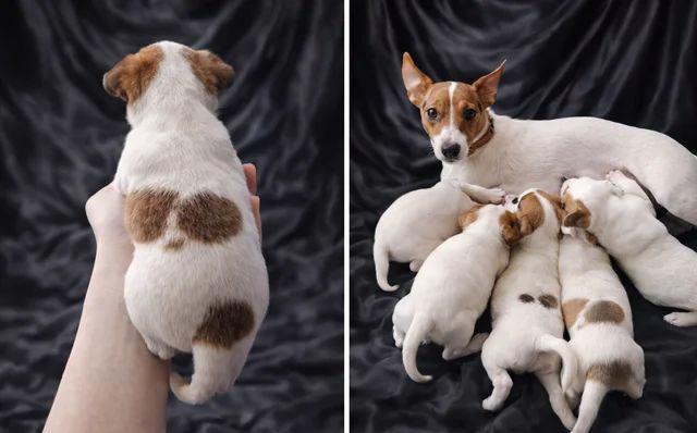 PŘIPRAVENI K ODCHODU Rozkošná štěňátka Jack Russell teriera - foto 3