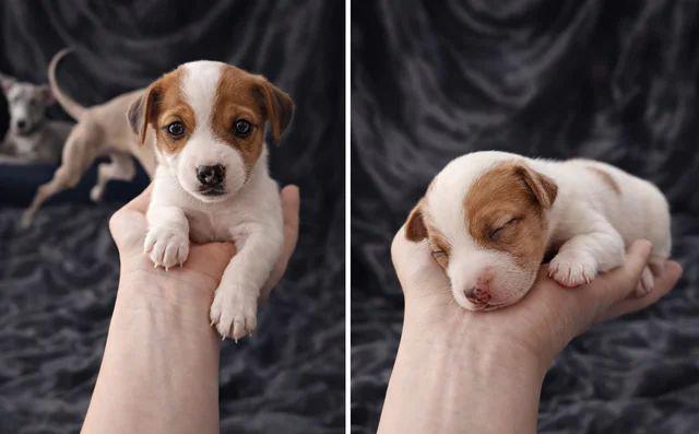 PŘIPRAVENI K ODCHODU Rozkošná štěňátka Jack Russell teriera - foto 2