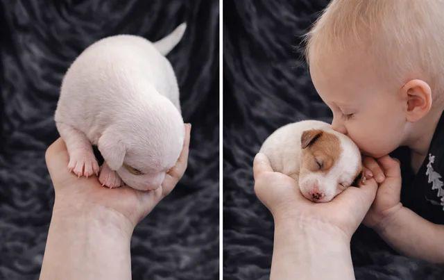 PŘIPRAVENI K ODCHODU Rozkošná štěňátka Jack Russell teriera - foto 5
