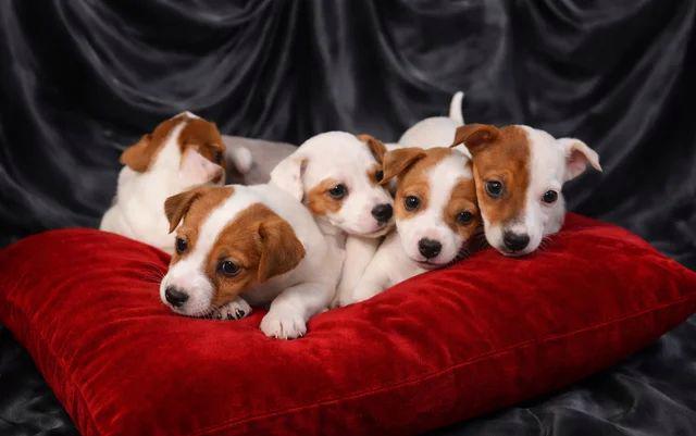 PŘIPRAVENI K ODCHODU Rozkošná štěňátka Jack Russell teriera - foto 4