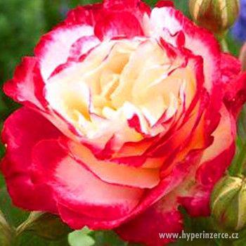 Růže - královna zahrady - foto 2