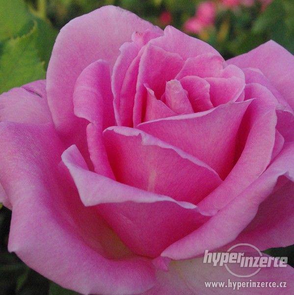 Růže - královna zahrady - foto 3