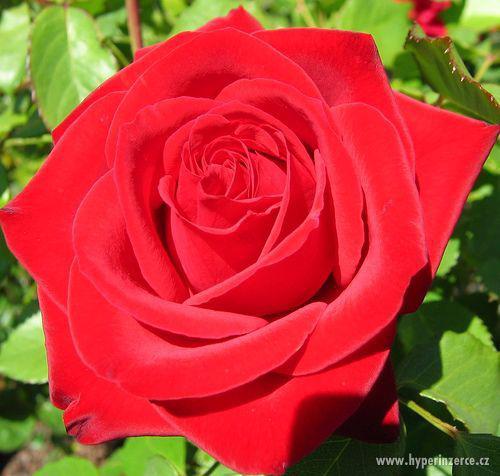 Růže - královna zahrady - foto 4