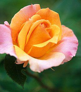 Růže - královna zahrady - foto 6