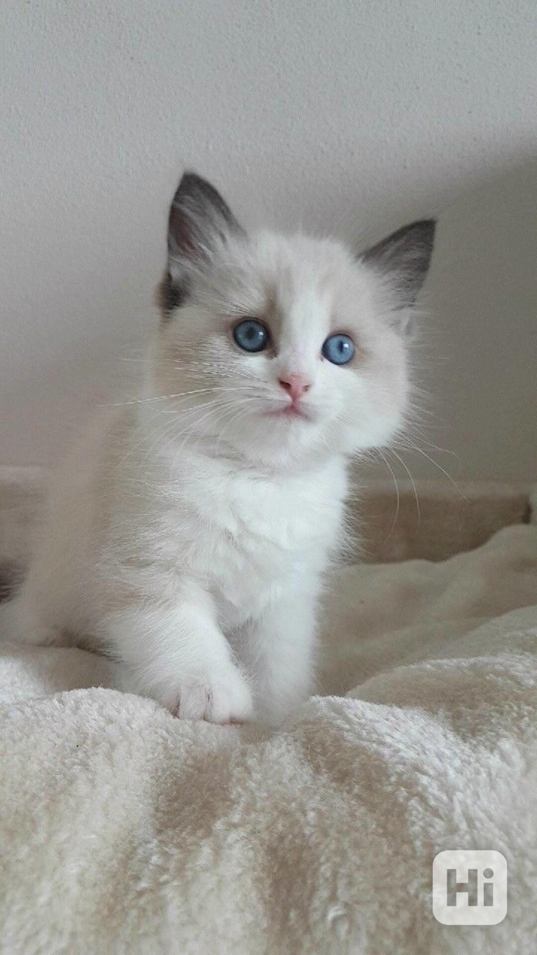 Zdarma ragdoll kotě k adopci hned teď  - foto 1