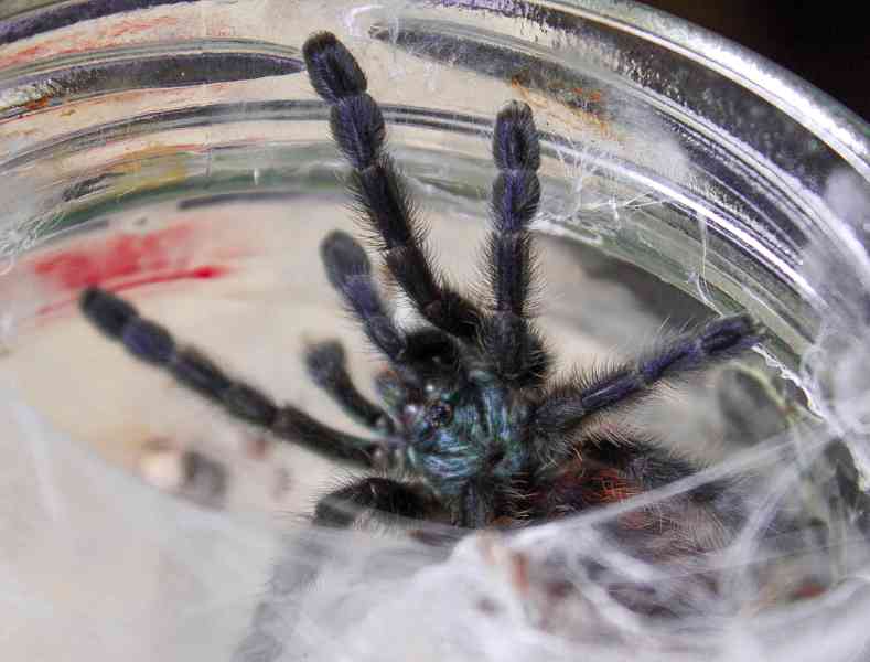 Sklípkan Caribena (ex. Avicularia) versicolor - foto 3