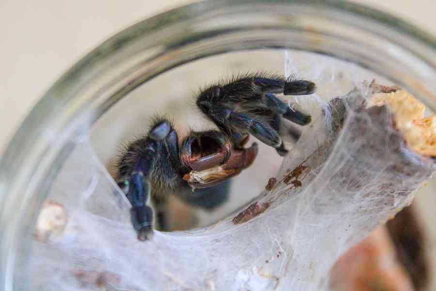 Sklípkan Caribena (ex. Avicularia) versicolor - foto 4