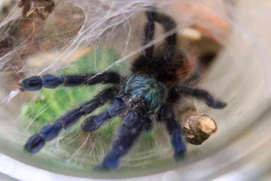 Sklípkan Caribena (ex. Avicularia) versicolor - foto 2