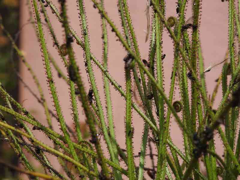 Unikátní masožravá rostlina rosnolist lusitánský  - foto 6