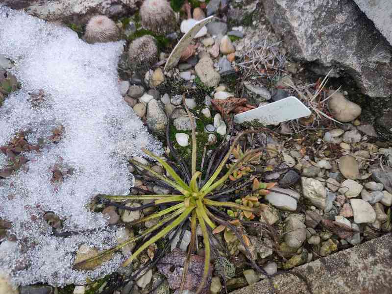 Unikátní masožravá rostlina rosnolist lusitánský  - foto 3