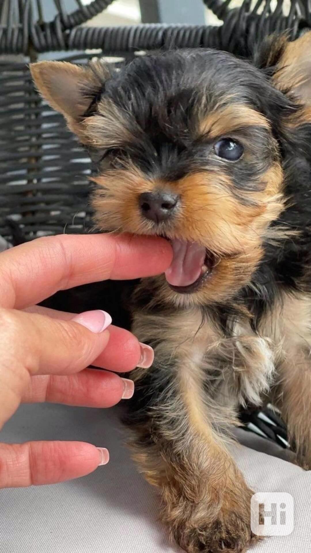 Jorkšírský terier štěňátka k dispozici - foto 1