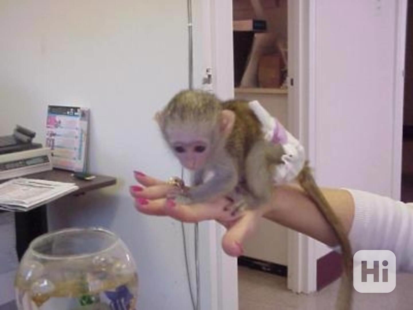 Mláďata kapucínských opiček na prodej 🐒 - foto 1