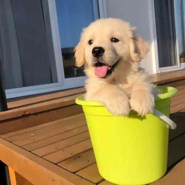  Roztomilé štěně zlatého retrívra zdarma k adopci  