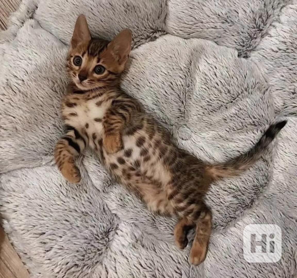 Zdarma Bengálsko a krásná koťata k adopci zdarma   - foto 1