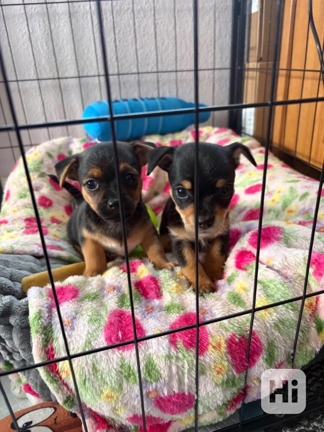 Čivava štěňátka s pp + VIDEO - foto 1