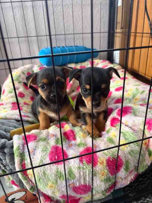 Čivava štěňátka s pp + VIDEO