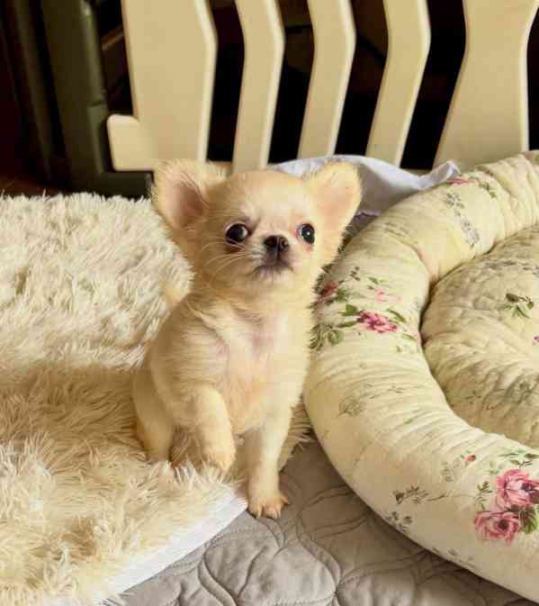 Štěňata čivavy - foto 2