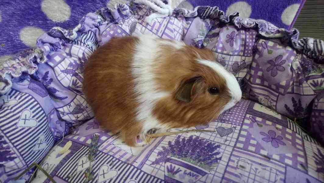 Morčátka Švýcarský Teddy - foto 5