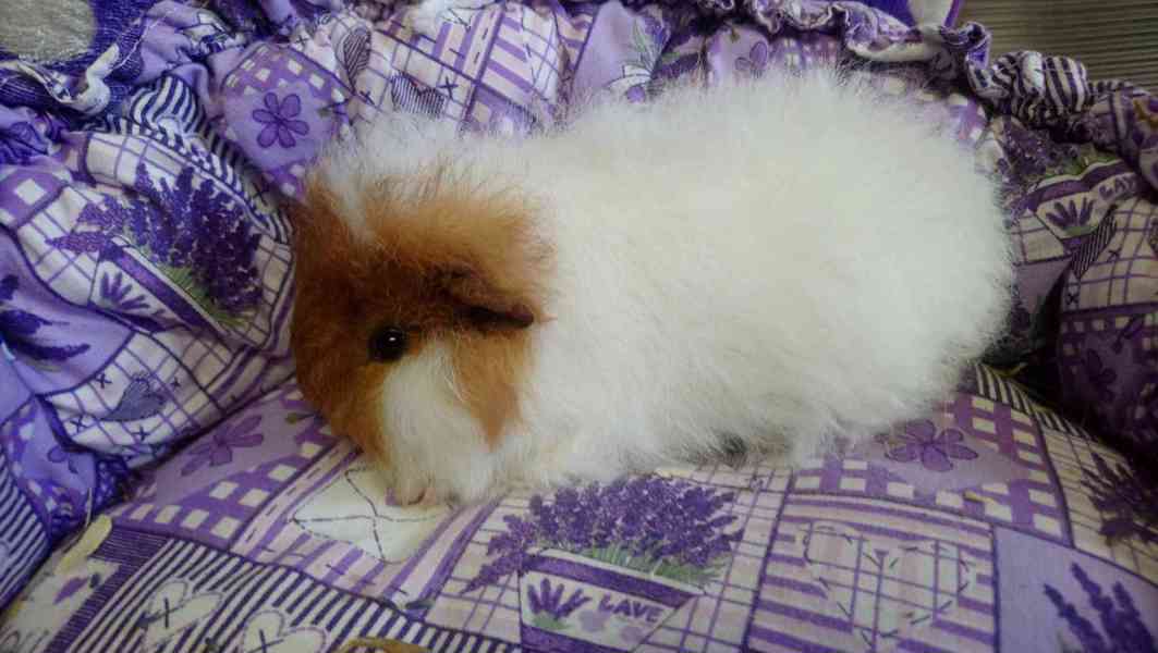 Morčátka Švýcarský Teddy - foto 4