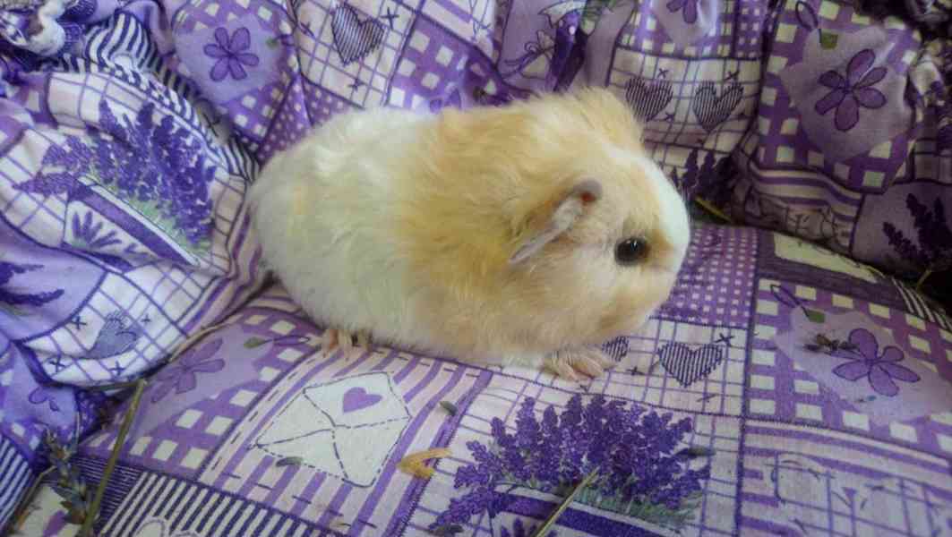 Morčátka Švýcarský Teddy - foto 1