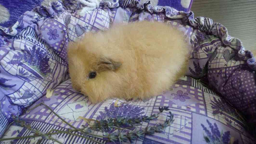 Morčátka Švýcarský Teddy - foto 6