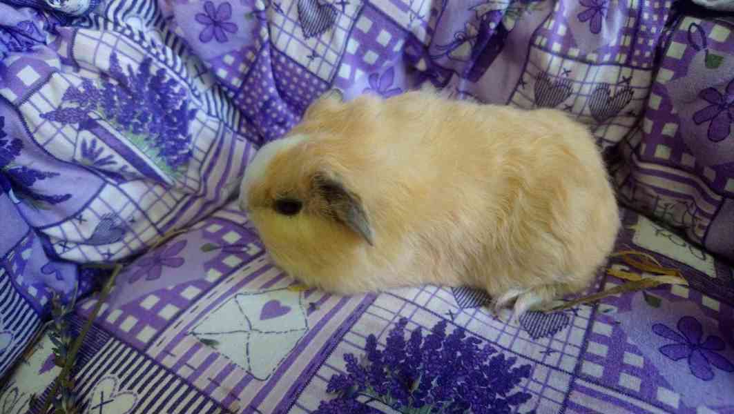 Morčátka Švýcarský Teddy - foto 2