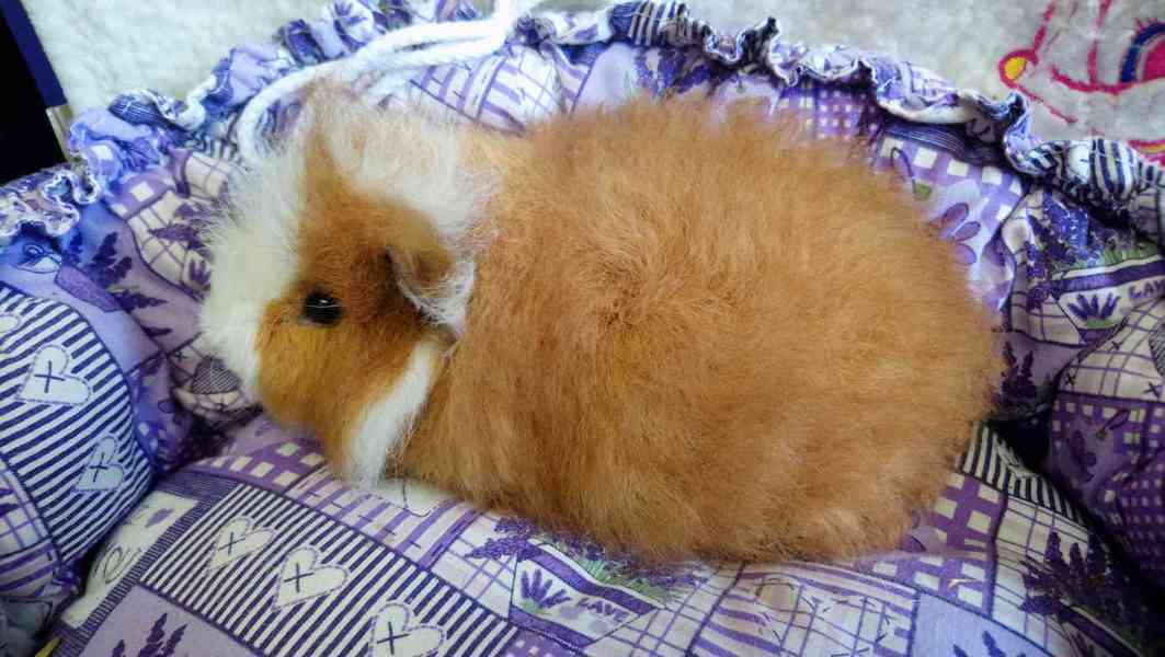 Morčátka Švýcarský Teddy - foto 3