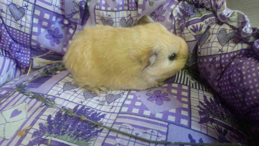 Morčátka Švýcarský Teddy - foto 7