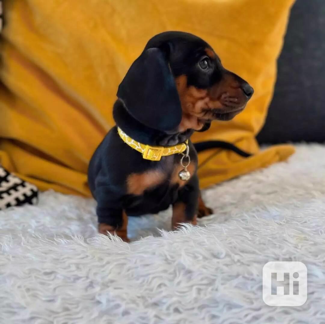 Jezevčík trpasličí hladkosrstý - foto 1