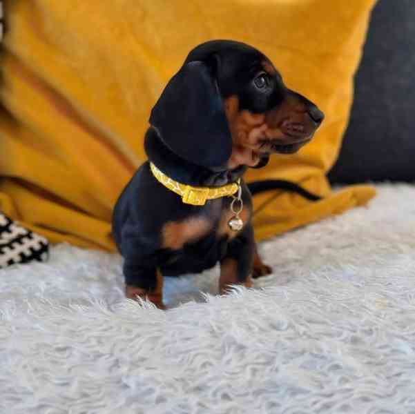 Jezevčík trpasličí hladkosrstý