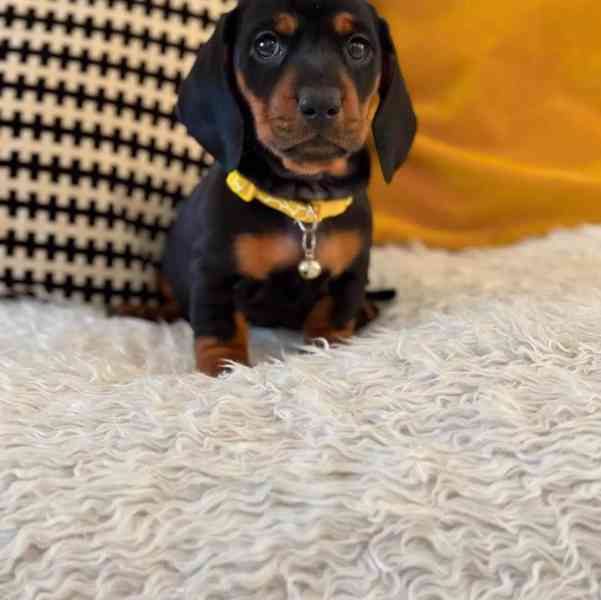 Jezevčík trpasličí hladkosrstý - foto 5