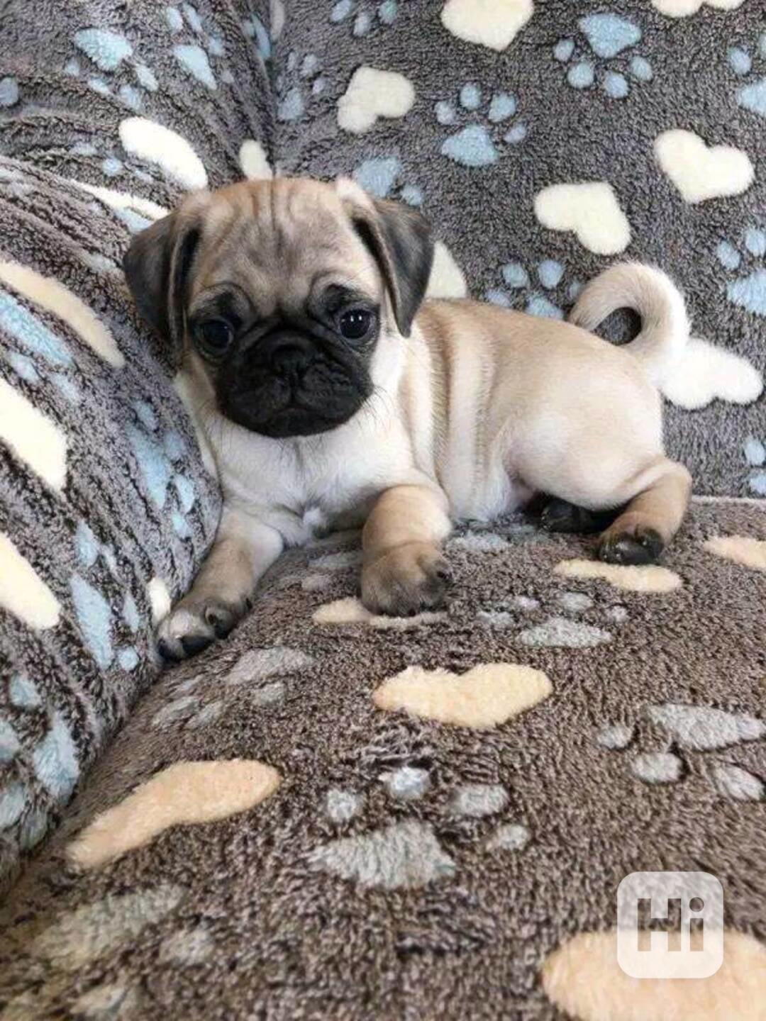 Štěňata mopse s vynikajícím rodokmenem - foto 1