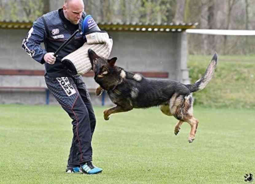 Německý ovčák štěnata s PP - foto 11