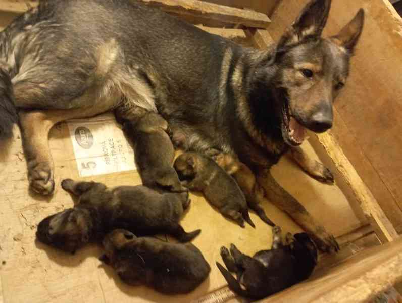 Německý ovčák štěnata s PP - foto 7