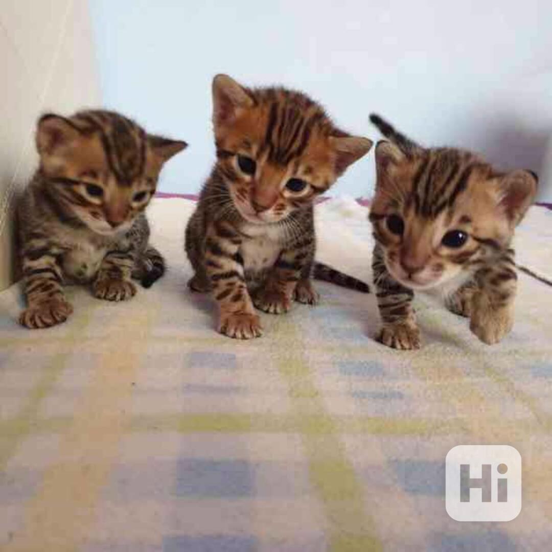 🐆 Bengálské kotě - foto 1