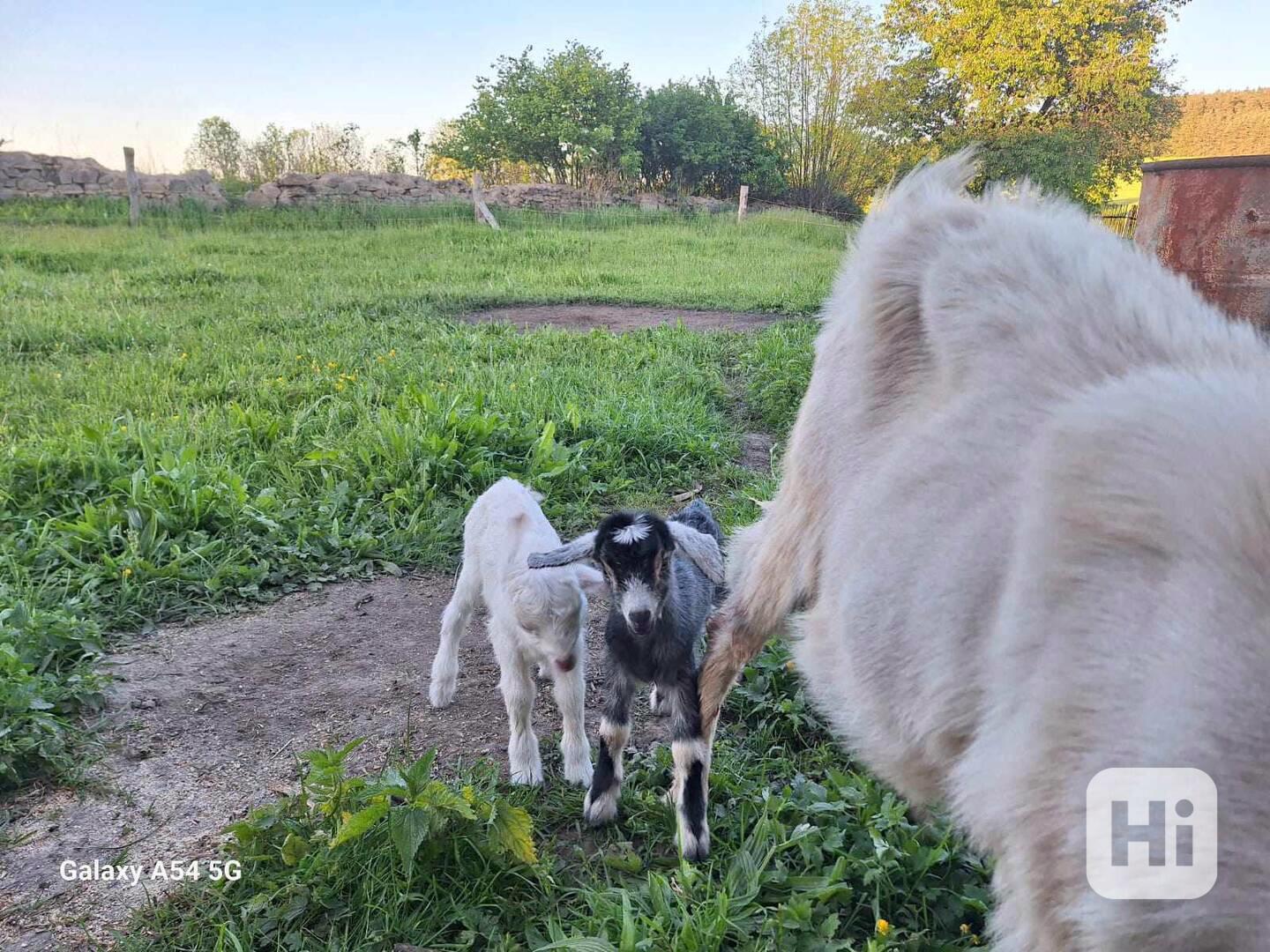 Prodám tři kozy - foto 1