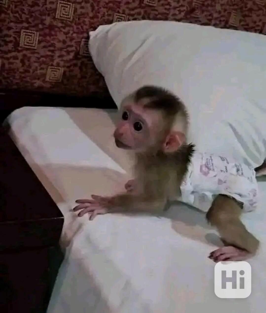  Hezká mláďata kapucínských opice  - foto 1