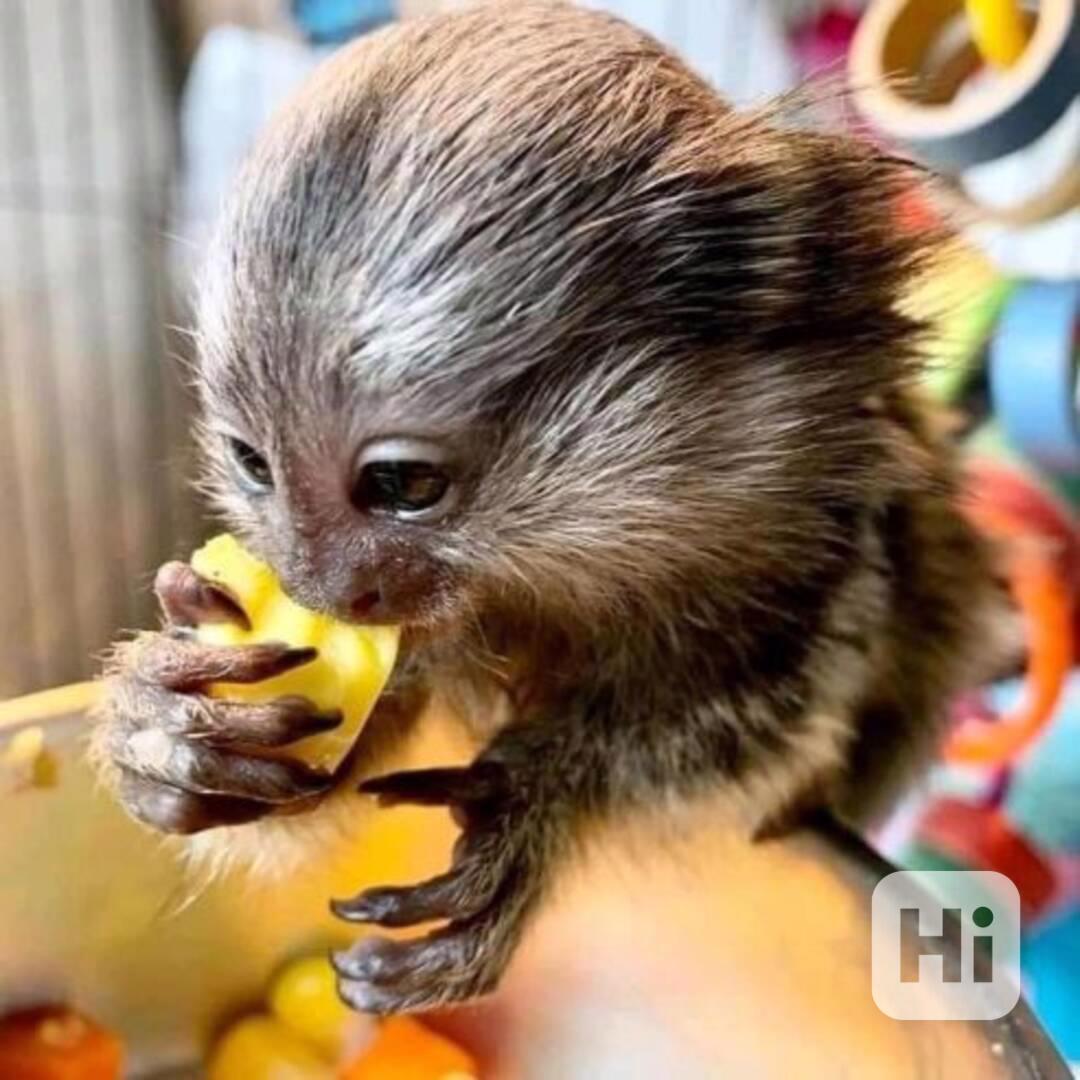 Kosman ochočený a přátelský - foto 1