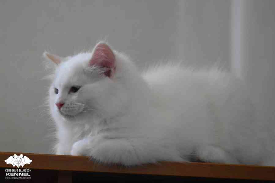 Ragdoll s PP – creme bicolor kocourek na výstavy a chov