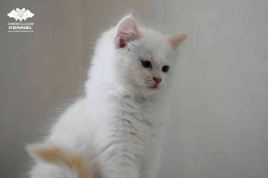 Ragdoll s PP – creme bicolor kocourek na výstavy a chov - foto 2