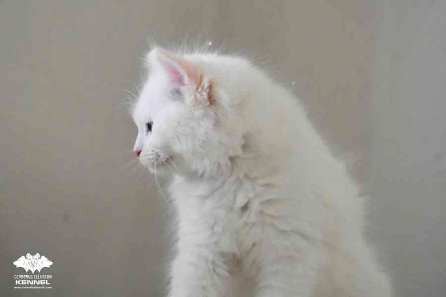 Ragdoll s PP – creme bicolor kocourek na výstavy a chov - foto 3