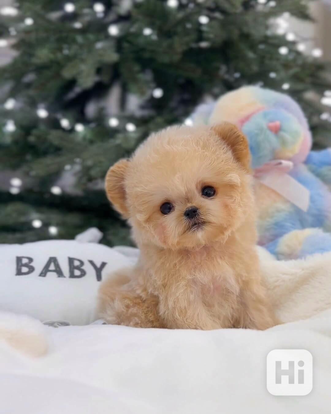 Mini bišonek, na kterého nezapomenete — Podo 🍇 S osobností  - foto 1